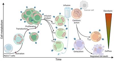 Biomarkers for prediction of CAR T therapy outcomes: current and future perspectives